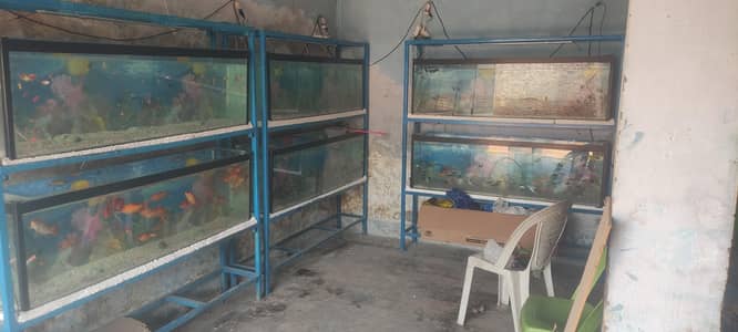 FISH LAND AQUARIUM AND FISHES PIR MAHAL
