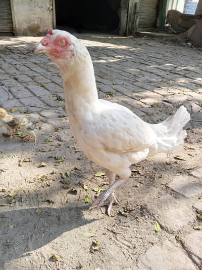 Heera aseel pair  pure white