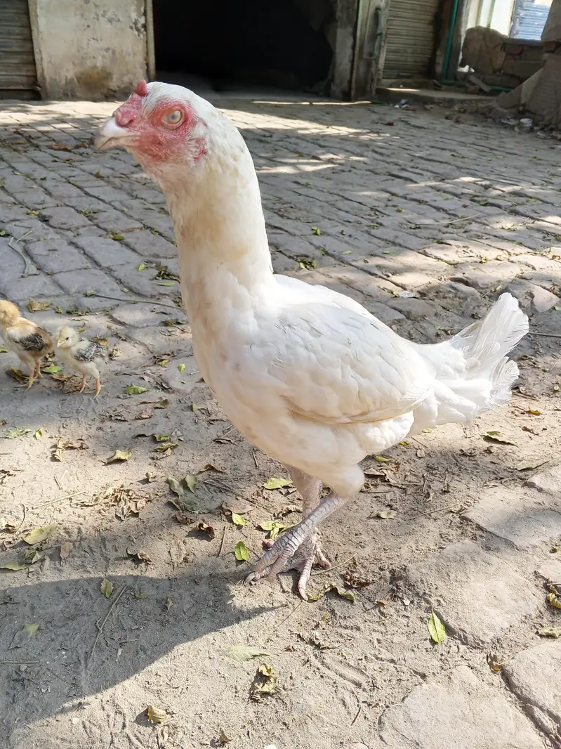 Heera aseel pair  pure white