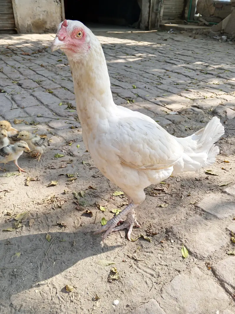 Heera aseel pair  pure white — photo 2