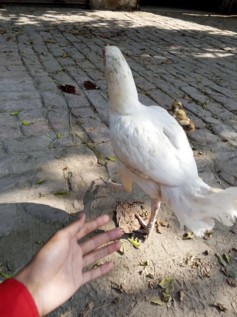 Heera aseel pair  pure white — photo 3
