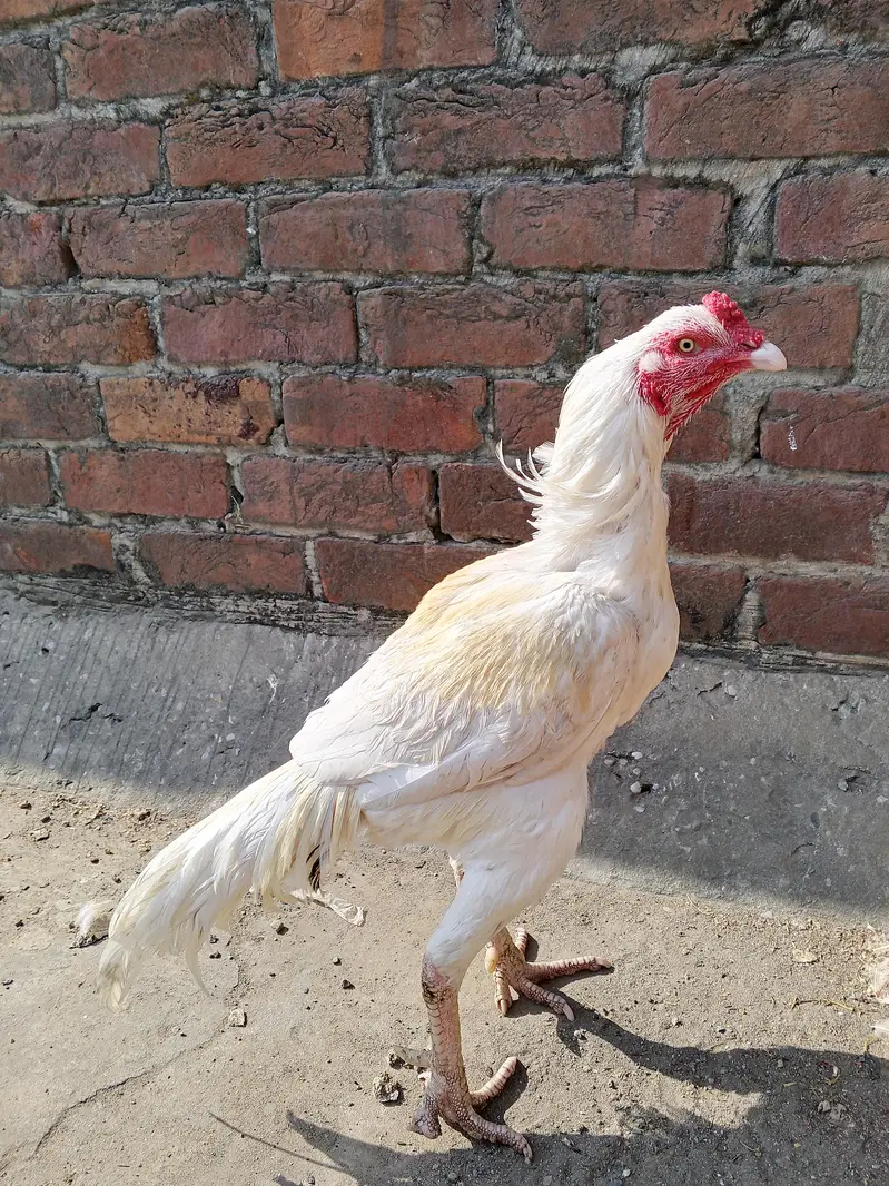 Heera aseel pair  pure white — photo 4