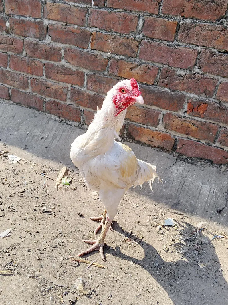 Heera aseel pair  pure white — photo 5
