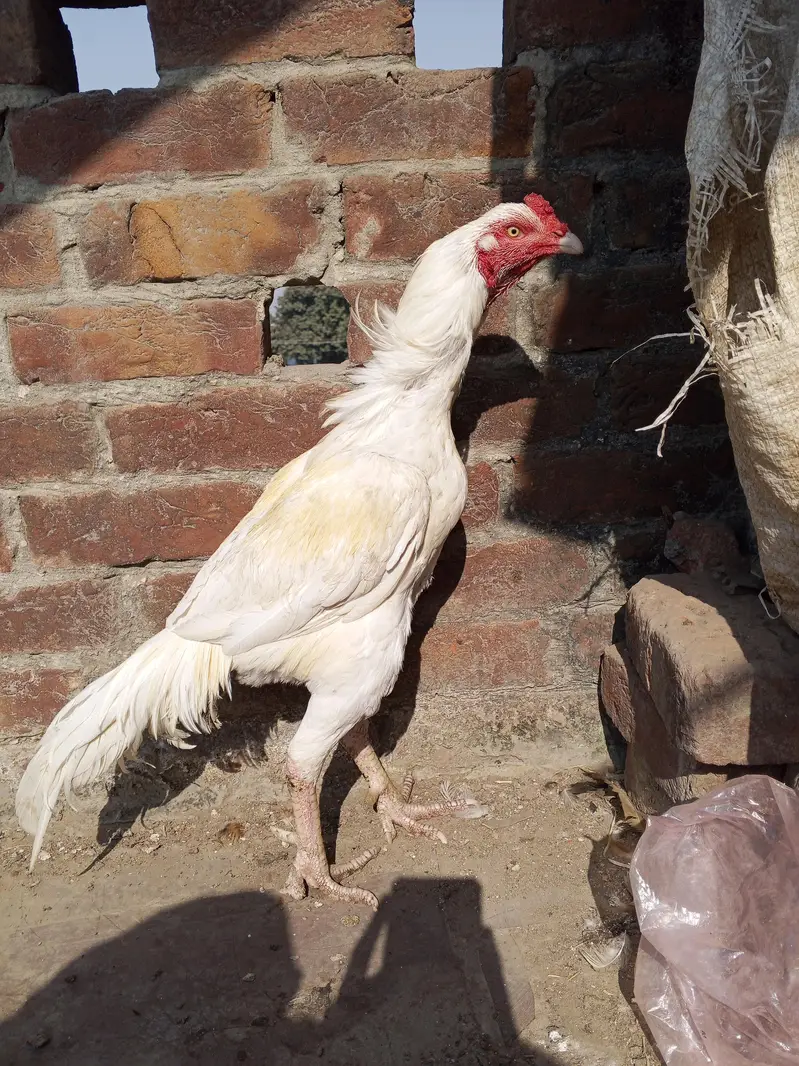 Heera aseel pair  pure white — photo 6