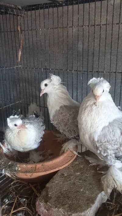 Silver saddle Frillback breeder pair with 1 chick Fancy bird peigon