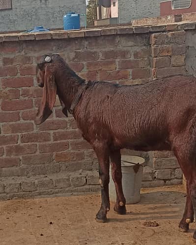 pure nagri beetal bakri