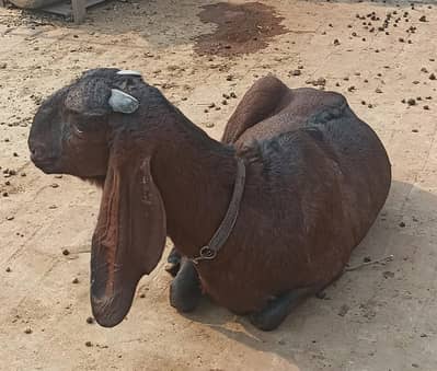 pure nagri beetal bakri