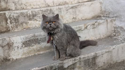 Persian female cat urgent sale .