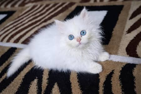 Pure White Blue Eyes Cute Kitten for Sale | 3 Months Old