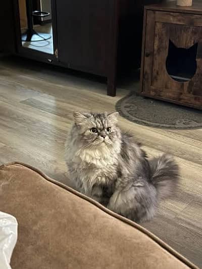  High Quality kitten– 50 Days Old   Gender: Female  Coat: Triple