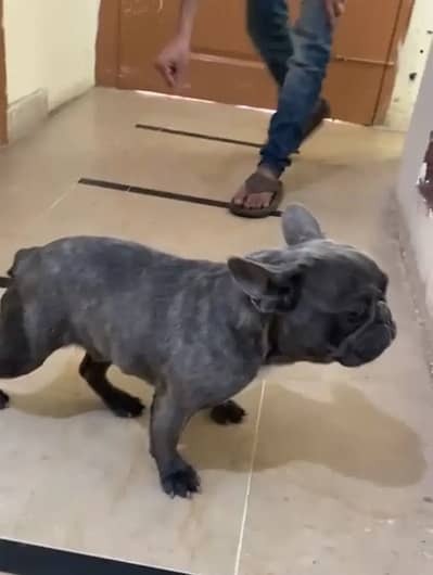 Freanch bulldog for sale