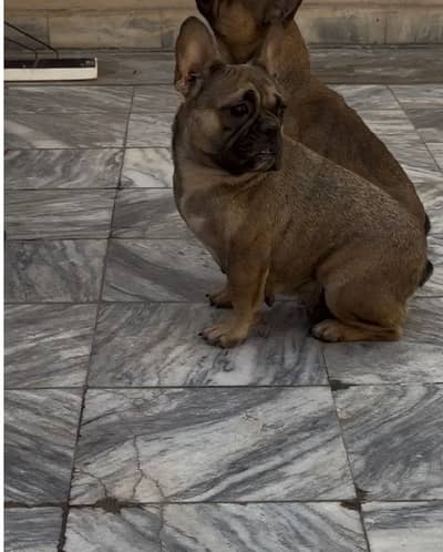 Freanch bulldog for sale
