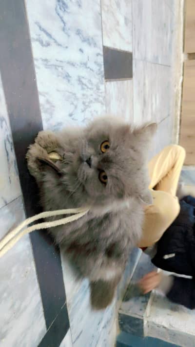 urgent sale female cat