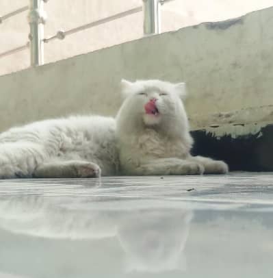 Exchange Persian Triple Coated Kitten