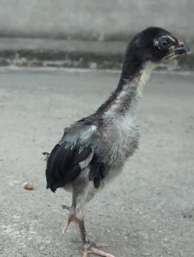 pure Thai aseel chicks full garm blood 2 month