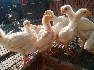 pair 4500ka 03164350590