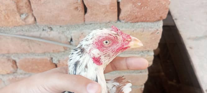 cheeni pathi for sale age 1 year