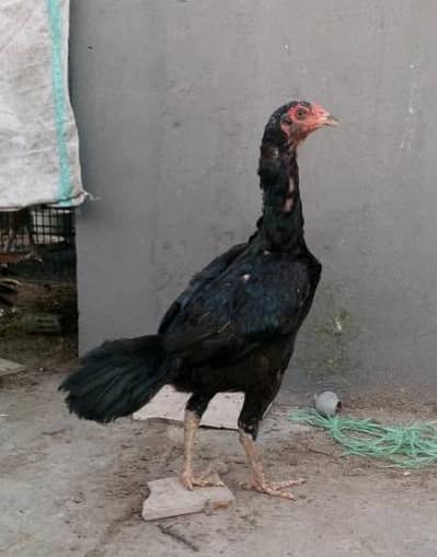 Pure Mianwali Aseel Madi