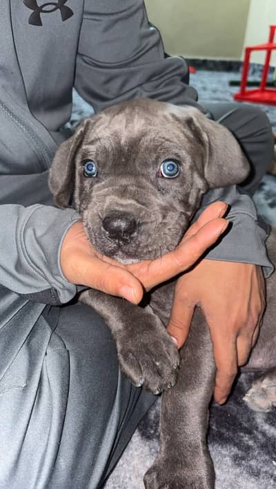 Cane corso pair