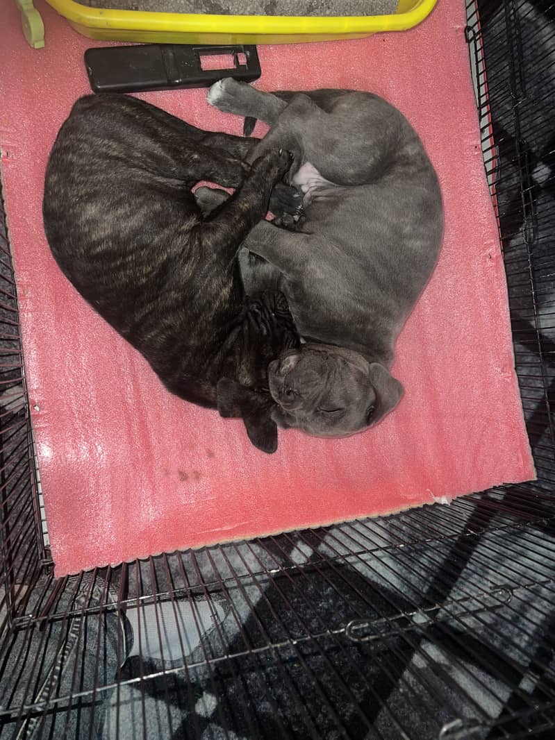 Cane corso pair 1