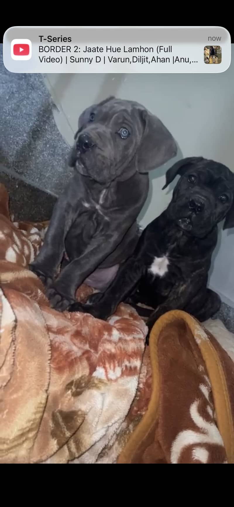 Cane corso pair 2