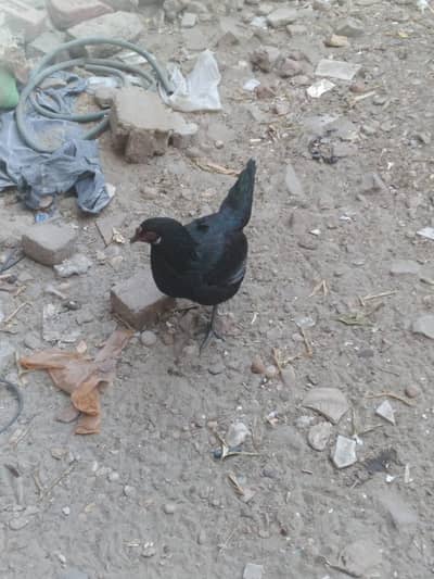 desi and mesri cross chiks