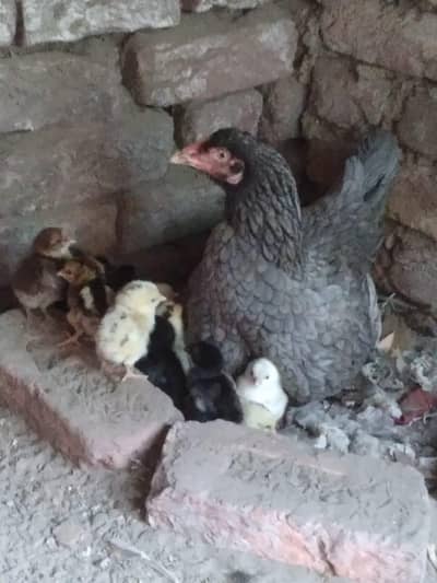 desi and mesri cross chiks