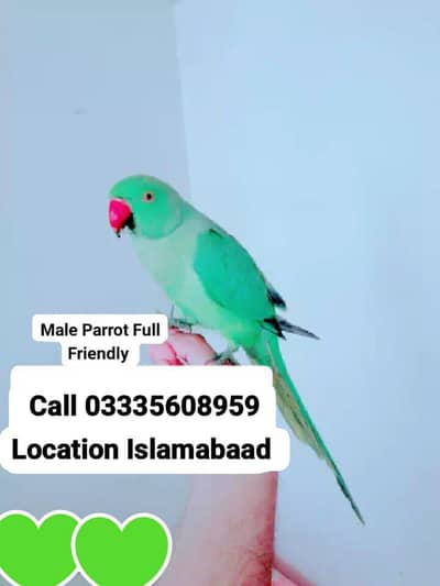 Hand Tamed Full Friendly Green Ring Neck Male Parrot Jumbo Size