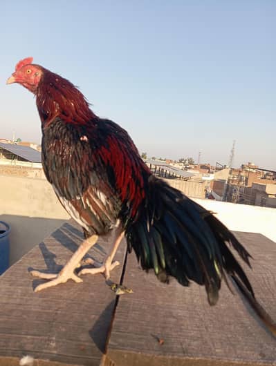 aseel mianwali Reza patha