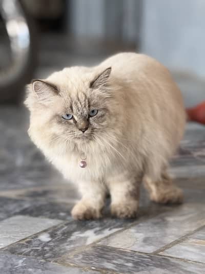 Persian cute cat with long hair