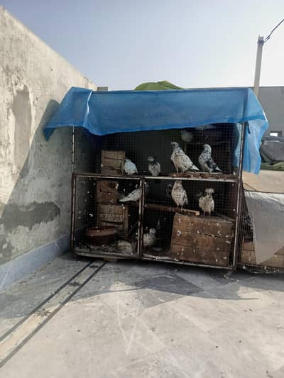 20 Mix Pair Pigeon + Pinjra Cage