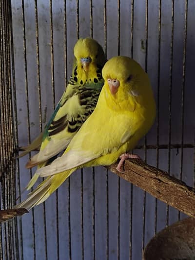 Budgies King Pair
