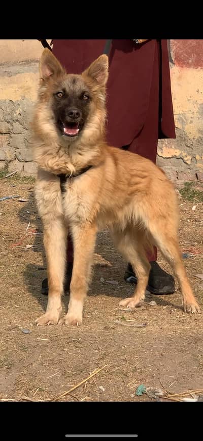 bagiyari male full security dog for sale