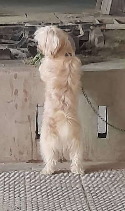 Shih tzu dog age 10months