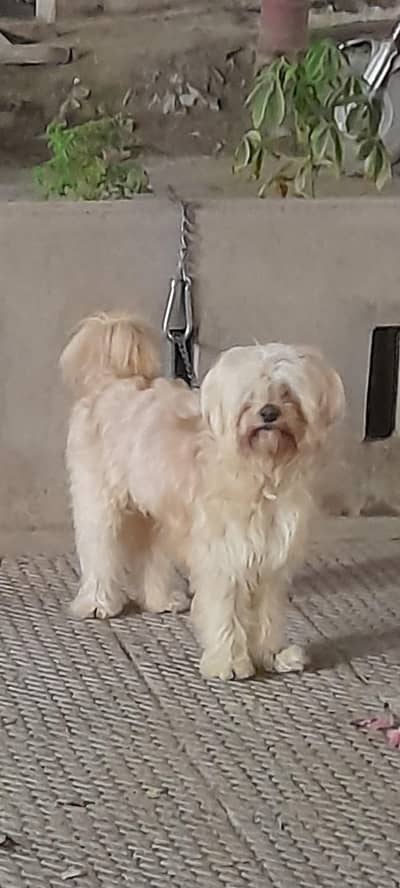 Shihtzu male dog available 10 months puppie