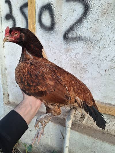 Top Quality Aseel Hen