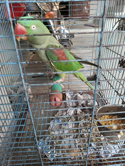 active raw parrot female
