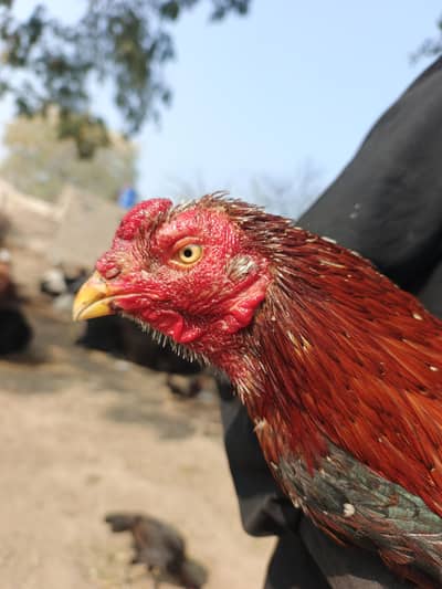 ​Top Quality Pure China Mianwali Aseel Rooster (High Pedigree)