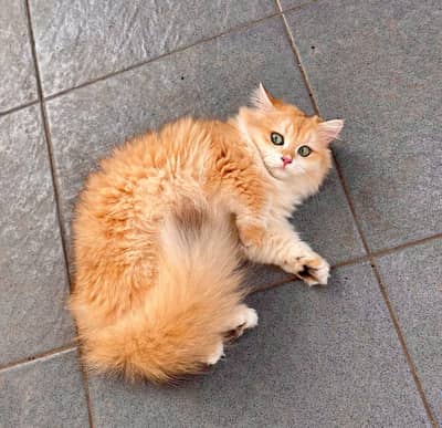 Beautiful American Bobtail cat with green eyes
