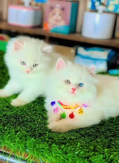 Cat | kittens | Persian  | Punch face ÖƷ‿4Öᴗ58ᴗ786ᴗ୨7 ωhat$ap