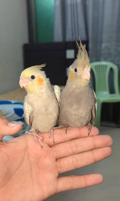 handtame freefly cocktail pair for sale