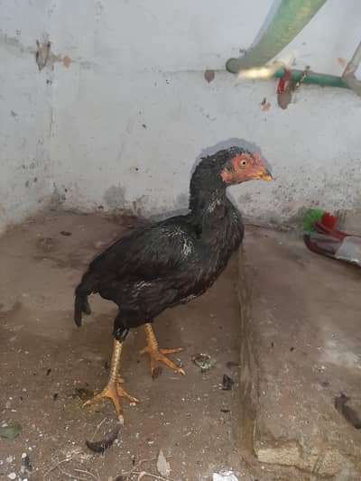 Aseel Murgi Desi for sale