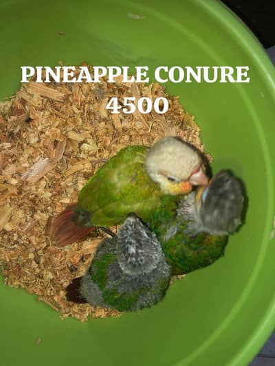 GREEN RING NECK / SUN CONURE/ PINEAPPLE CONURE/ PAHARI  /
