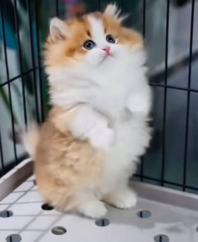 Cat | kittens | Persian  | Punch face ÖƷ‿4Öᴗ58ᴗ786ᴗ୨7 ωhat$ap