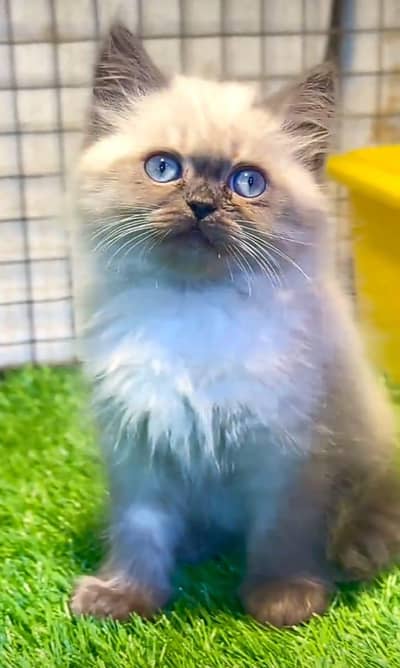 Cat | kittens | Persian  | Punch face ÖƷ‿4Öᴗ58ᴗ786ᴗ୨7 ωhat$ap