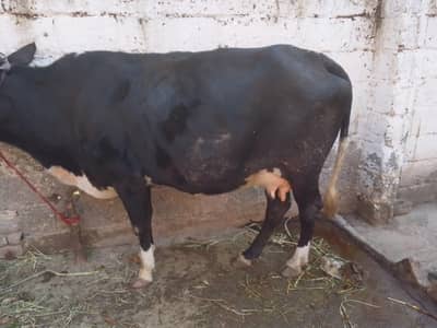 taza soui howe hai saat may bachi hai