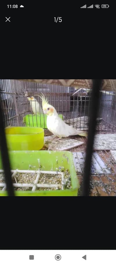 cocktail lutino pearl  parrots,    Australian parrots