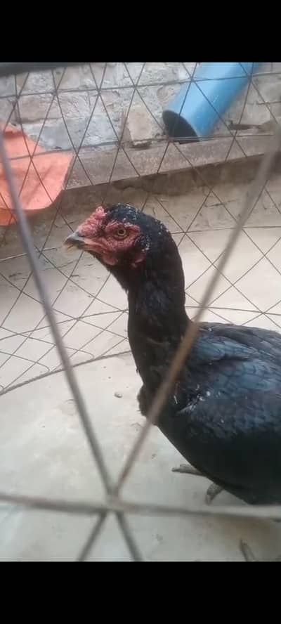 black muski madi aseel