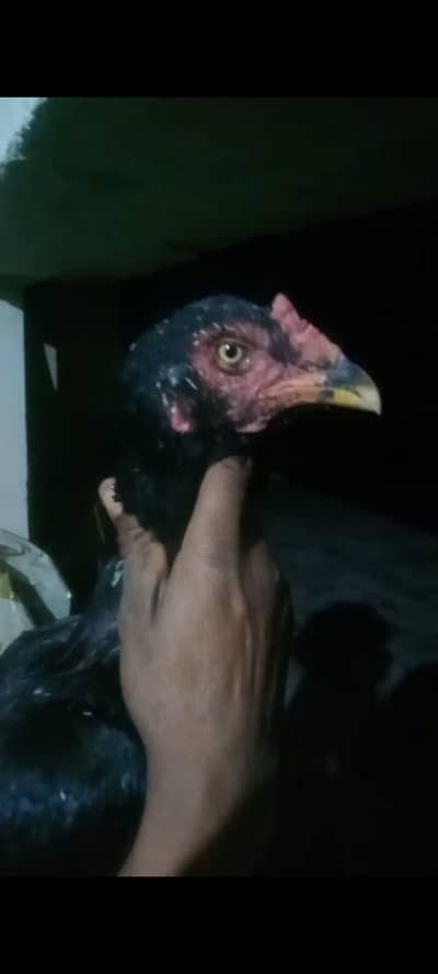 black muski madi aseel