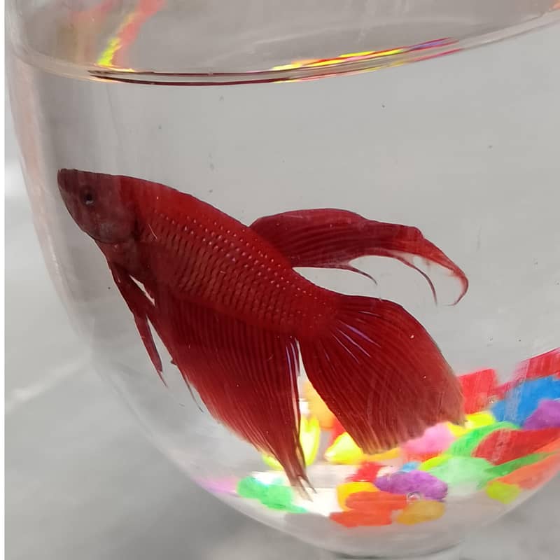 Betta fish 0